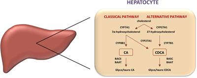 Pharmacological Applications of Bile Acids and Their Derivatives in the Treatment of Metabolic Syndrome